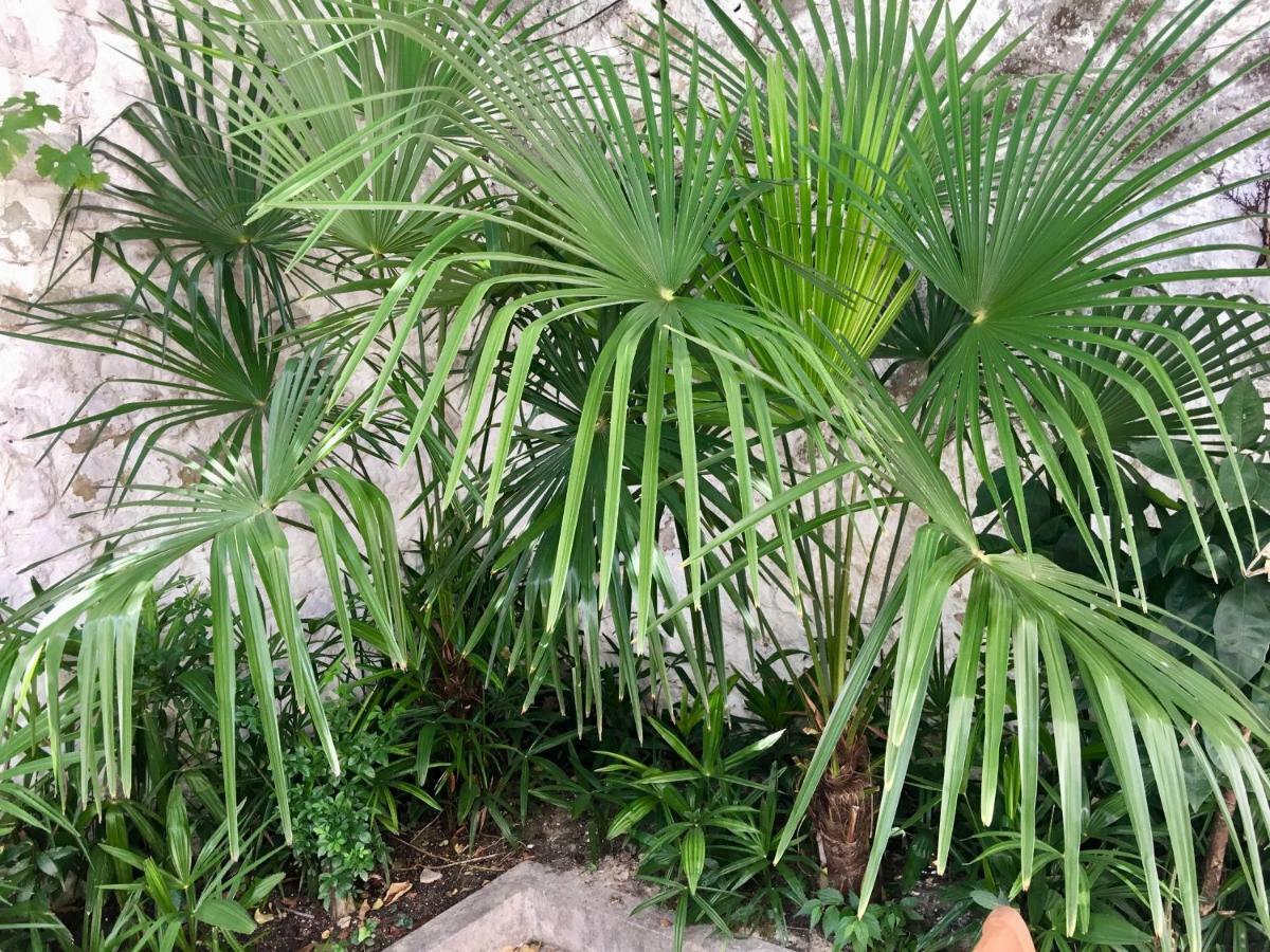 Palmera Mostar Eksteriør billede